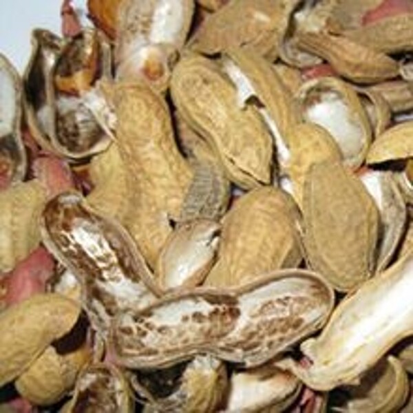 250 x 250 Shells.jpg